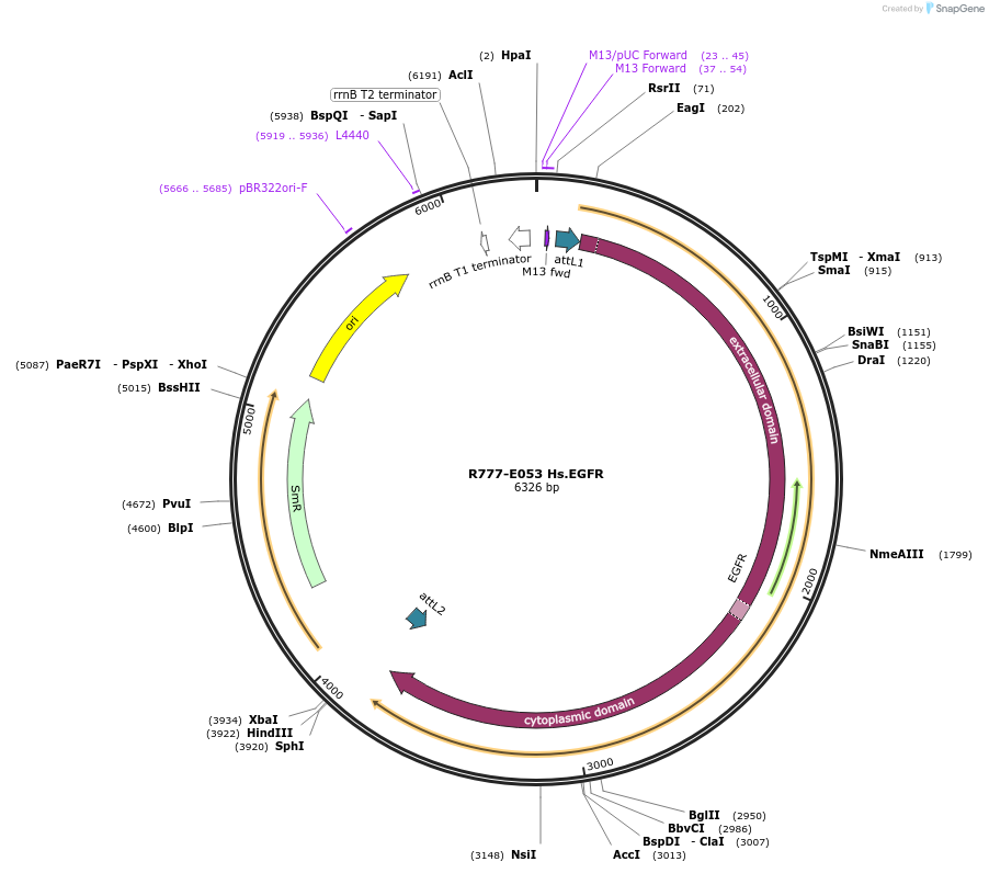 70337-plasmid-map-sequence-id-125786