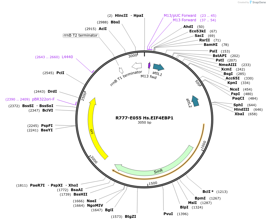 70339-plasmid-map-sequence-id-125788