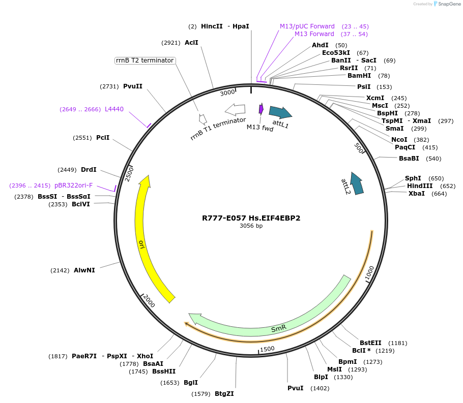 70341-plasmid-map-sequence-id-125790