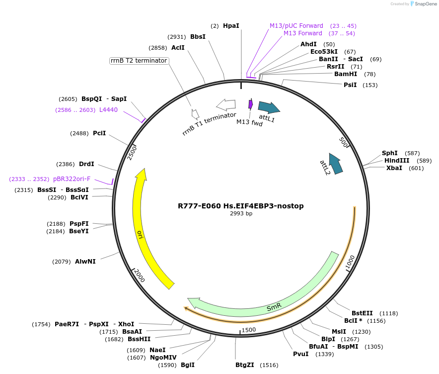 70344-plasmid-map-sequence-id-125793
