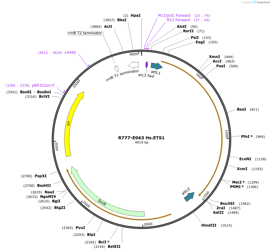 70347-plasmid-map-sequence-id-125796