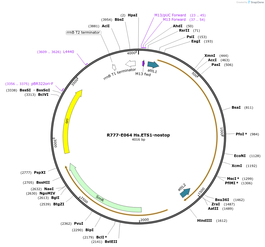 70348-plasmid-map-sequence-id-125797