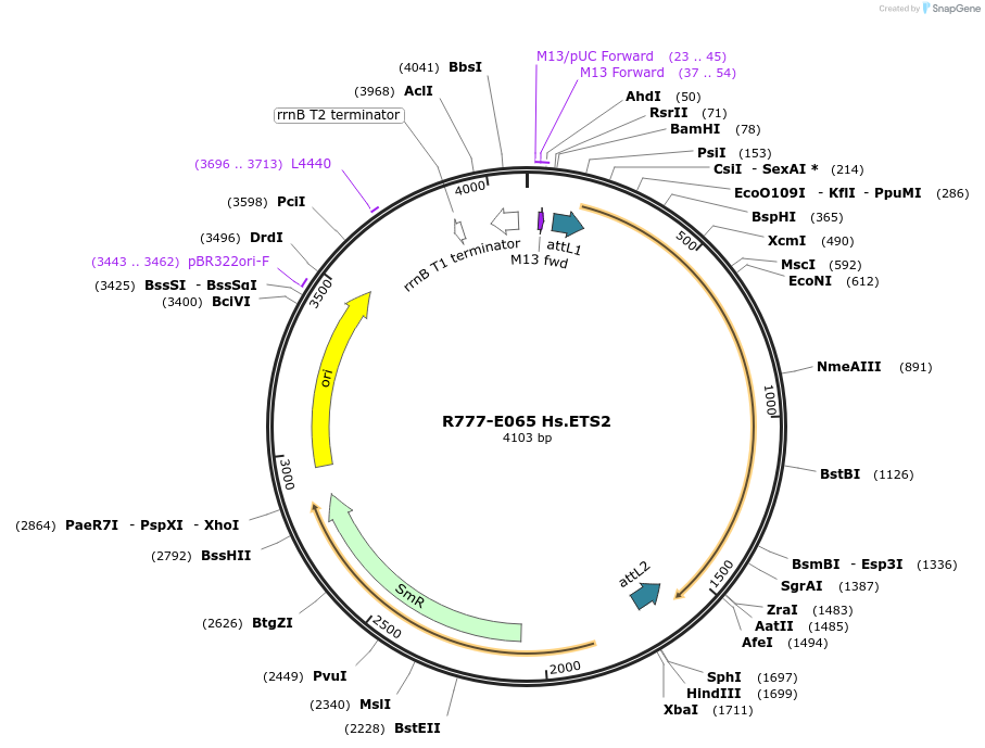 70349-plasmid-map-sequence-id-125798