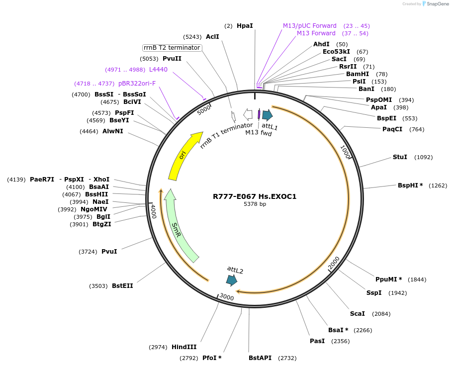 70351-plasmid-map-sequence-id-125800