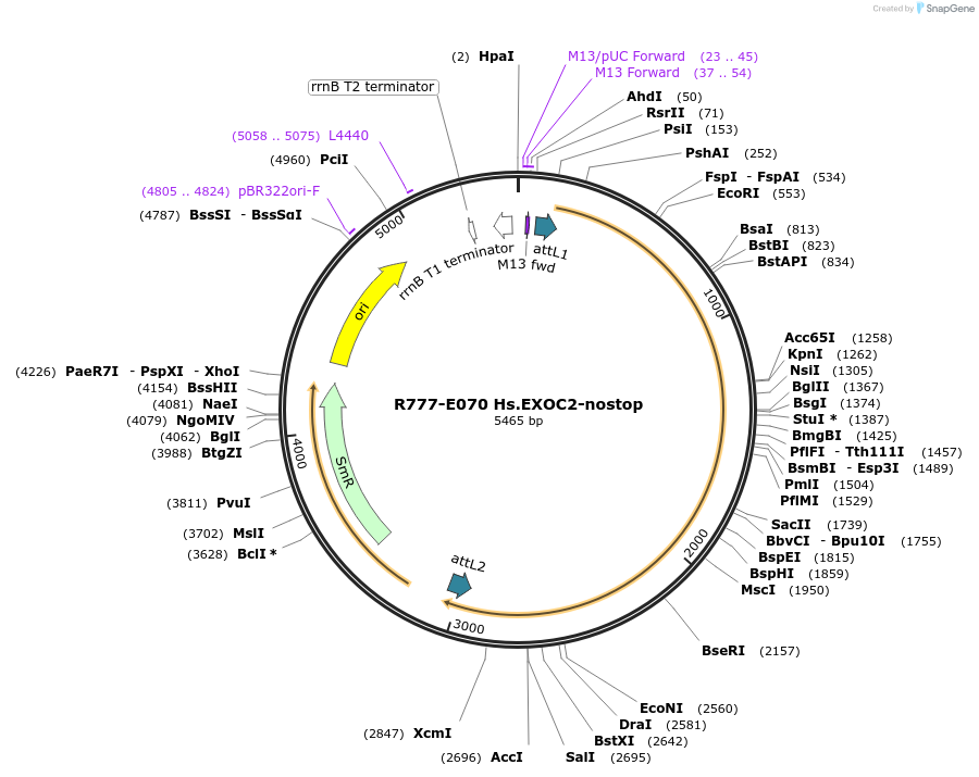 70354-plasmid-map-sequence-id-125803