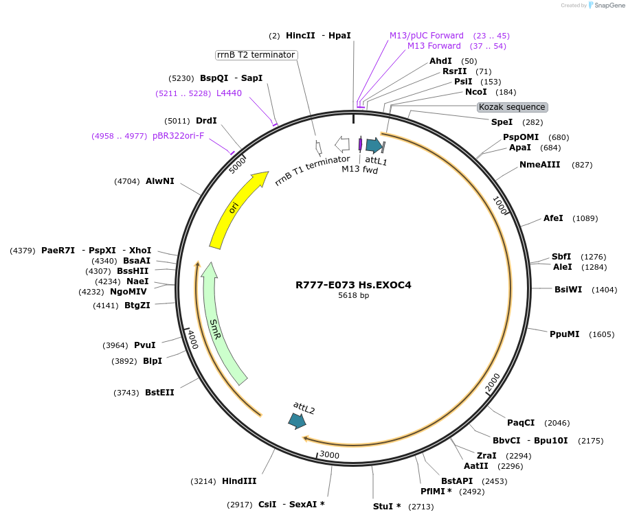 70357-plasmid-map-sequence-id-125806