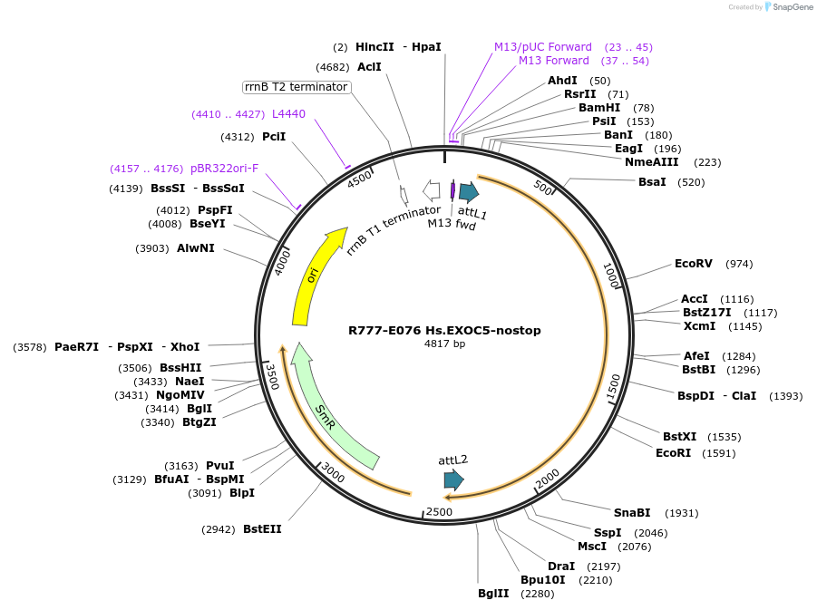 70360-plasmid-map-sequence-id-125809