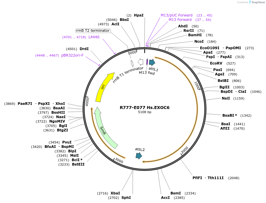 70361-plasmid-map-sequence-id-125810
