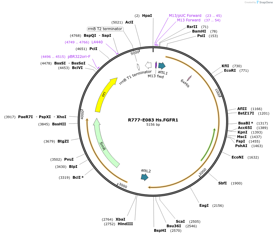 70367-plasmid-map-sequence-id-125816