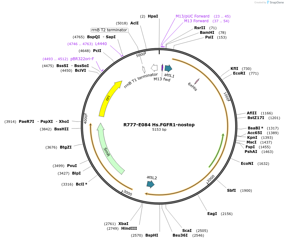 70368-plasmid-map-sequence-id-125817