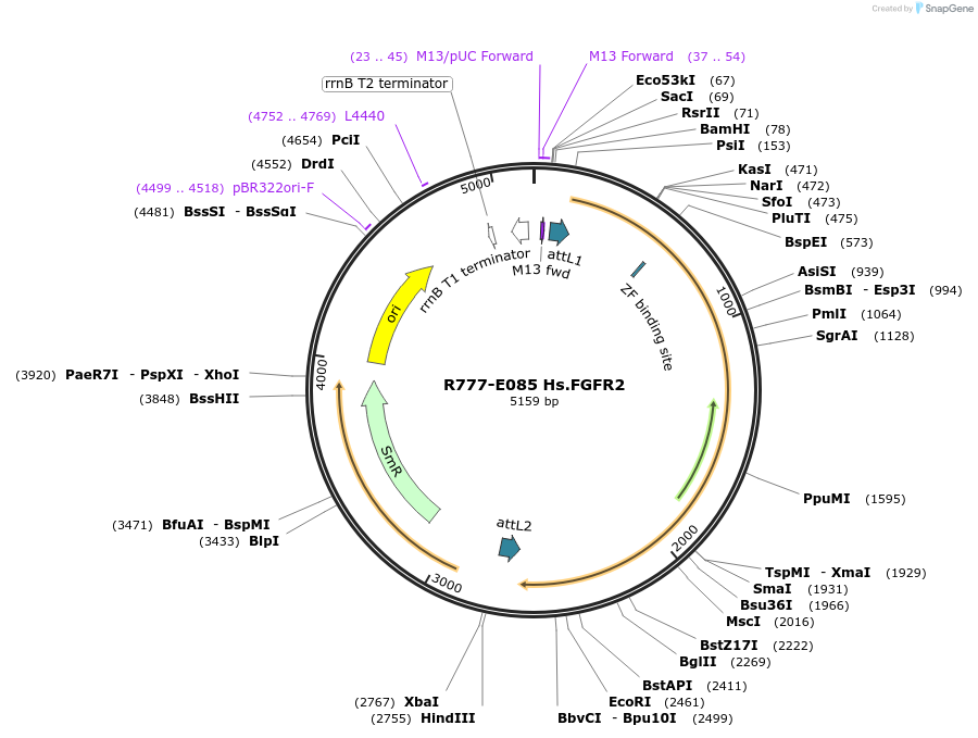 70369-plasmid-map-sequence-id-125818