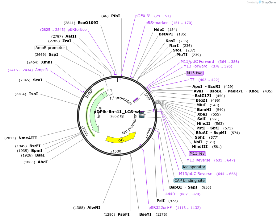 26564-plasmid-map-sequence-id-12582
