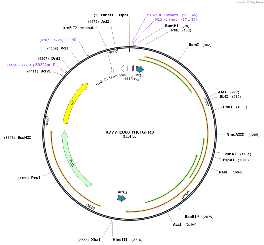 70371-plasmid-map-sequence-id-125820