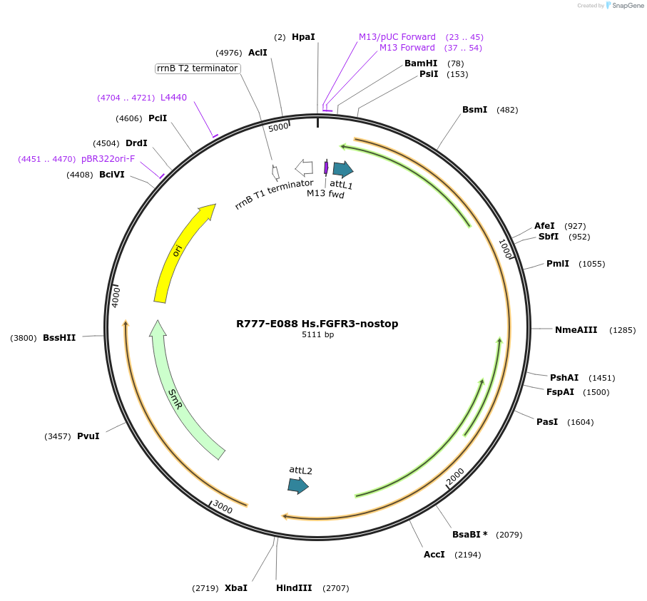 70372-plasmid-map-sequence-id-125821