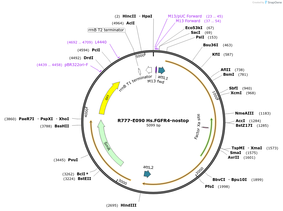 70374-plasmid-map-sequence-id-125823