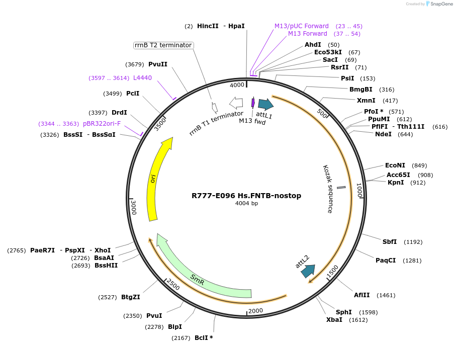 70380-plasmid-map-sequence-id-125829