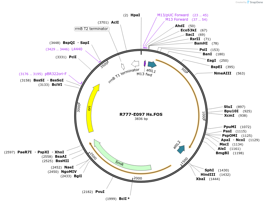 70381-plasmid-map-sequence-id-125830