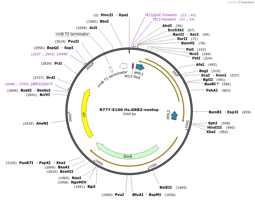 70384-plasmid-map-sequence-id-125833
