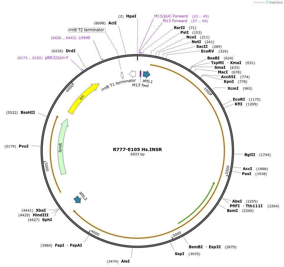 70389-plasmid-map-sequence-id-125838
