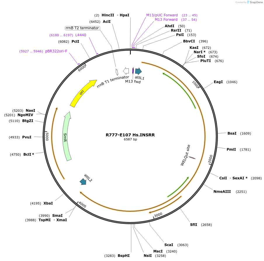 70391-plasmid-map-sequence-id-125840