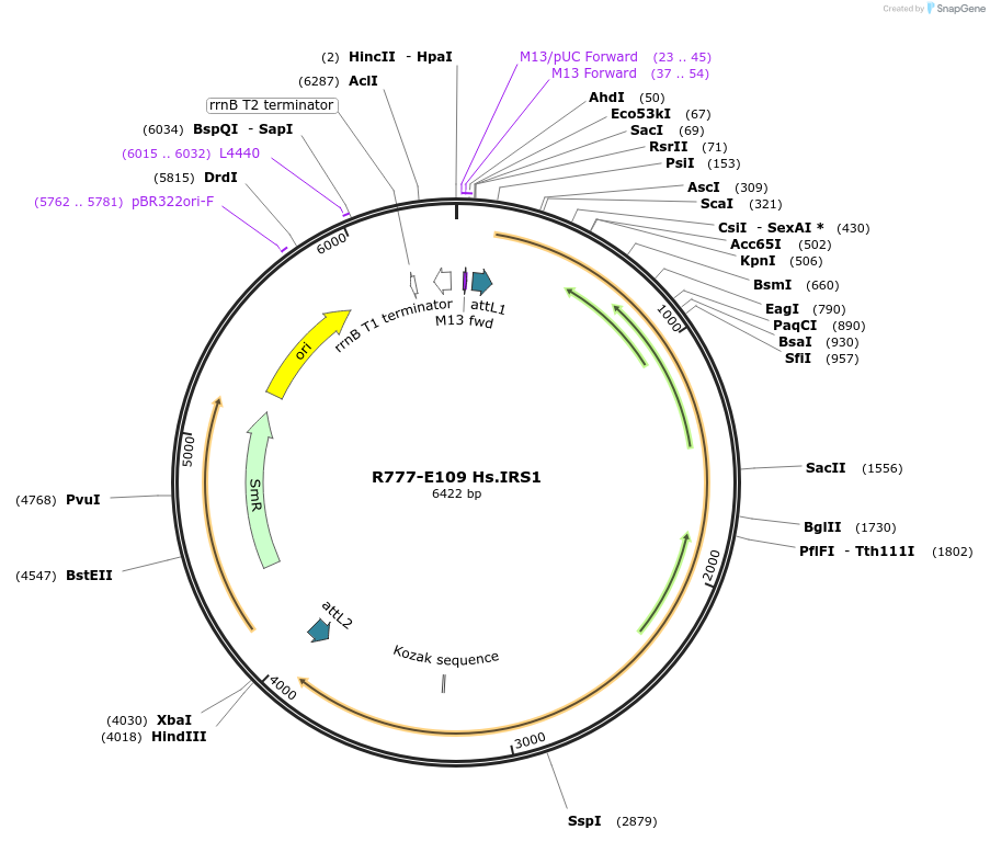 70393-plasmid-map-sequence-id-125842