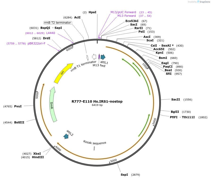 70394-plasmid-map-sequence-id-125843