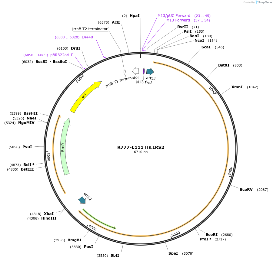 70395-plasmid-map-sequence-id-125844