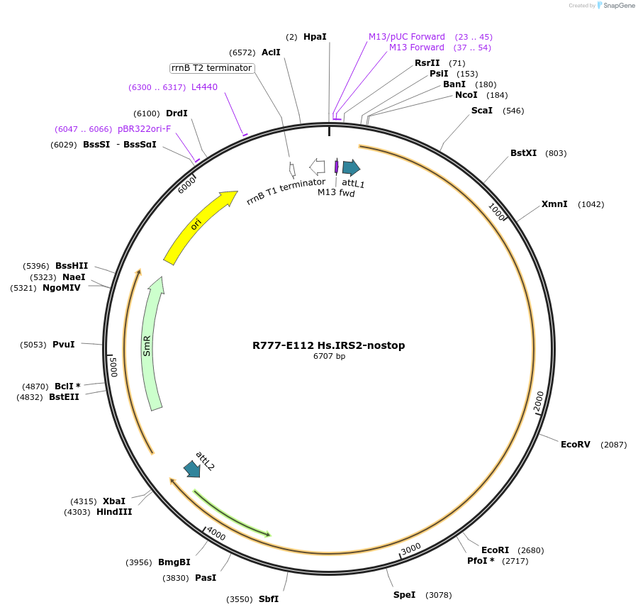 70396-plasmid-map-sequence-id-125845