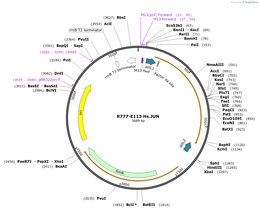 70397-plasmid-map-sequence-id-125846