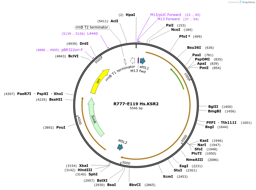 70403-plasmid-map-sequence-id-125852