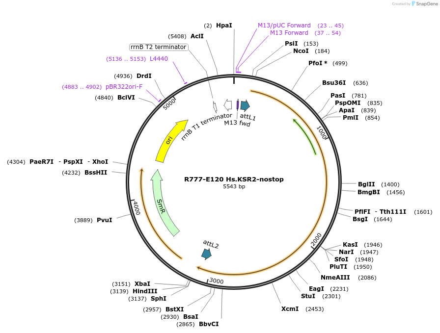 70404-plasmid-map-sequence-id-125853