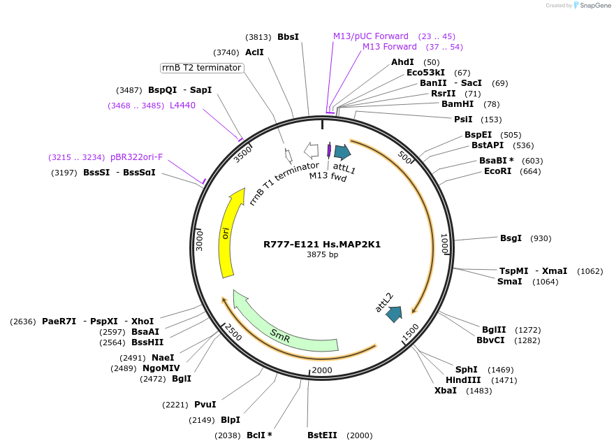 70405-plasmid-map-sequence-id-125854