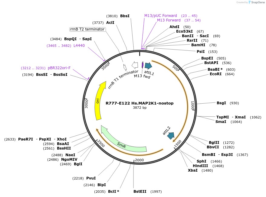70406-plasmid-map-sequence-id-125855