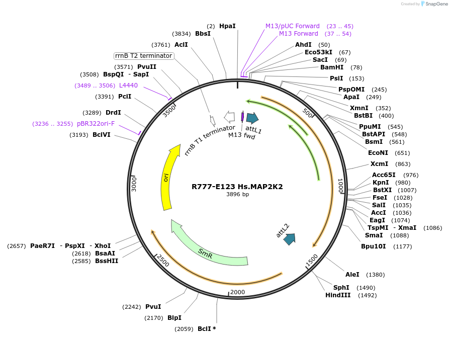70407-plasmid-map-sequence-id-125856