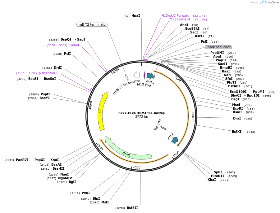 70410-plasmid-map-sequence-id-125859
