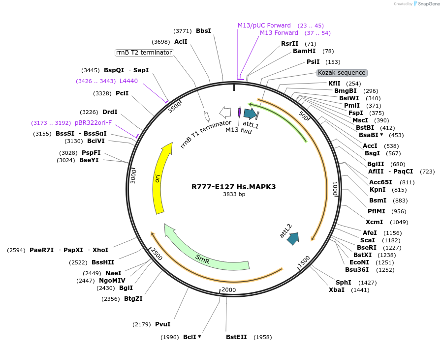 70411-plasmid-map-sequence-id-125860
