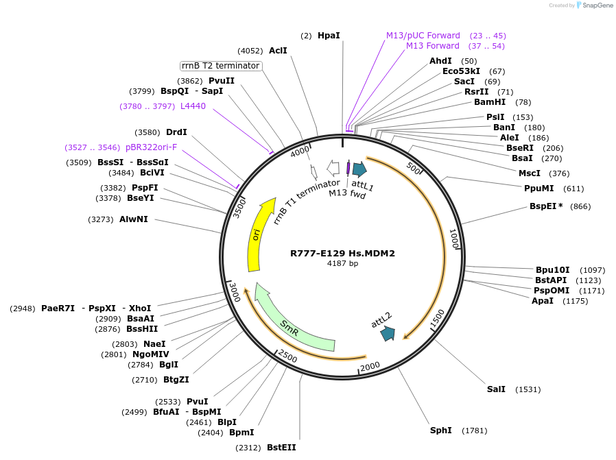 70413-plasmid-map-sequence-id-125862