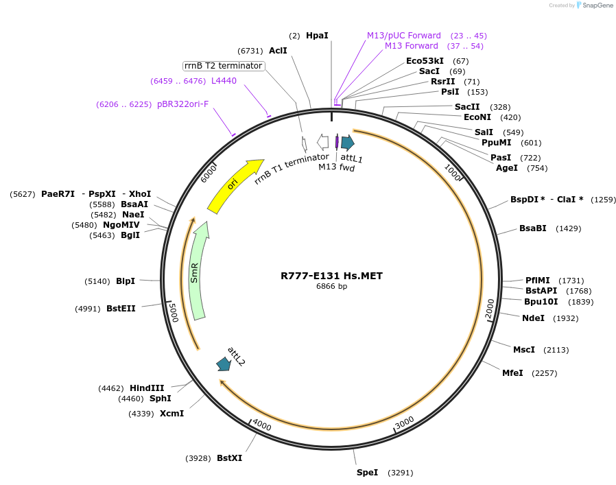 70415-plasmid-map-sequence-id-125864