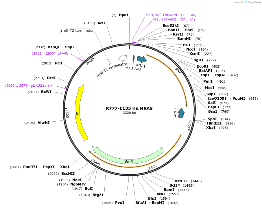 70419-plasmid-map-sequence-id-125868