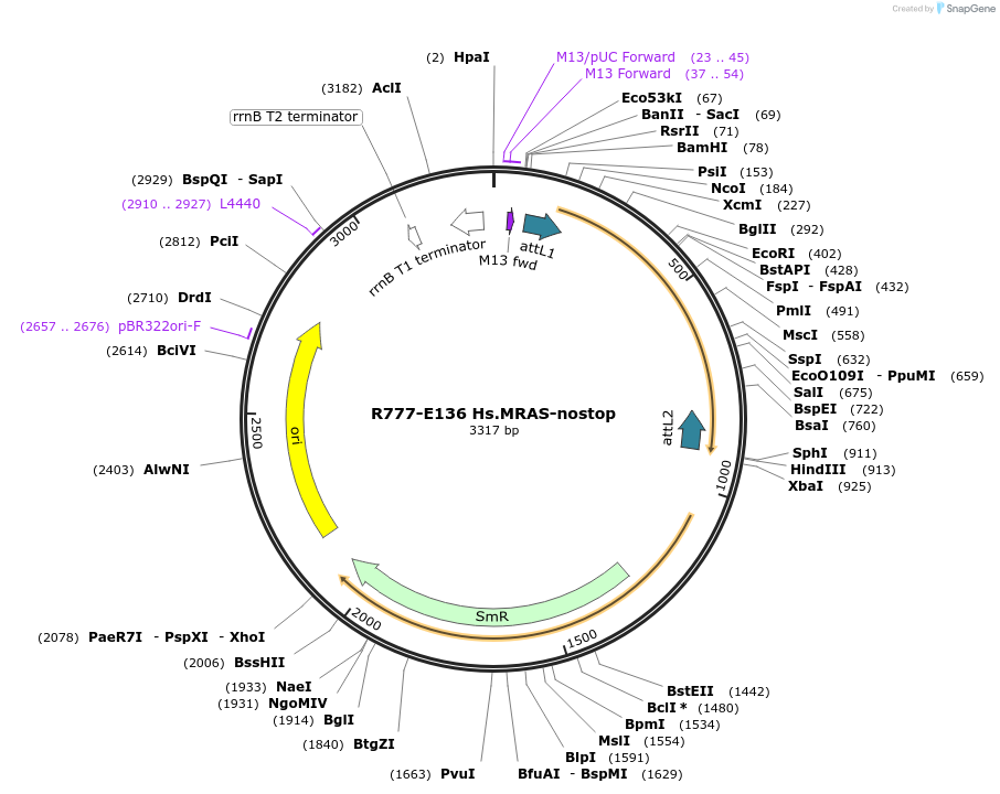 70420-plasmid-map-sequence-id-125869