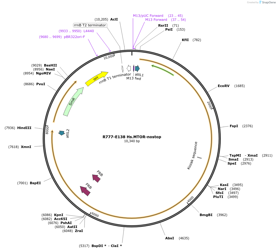 70422-plasmid-map-sequence-id-125871
