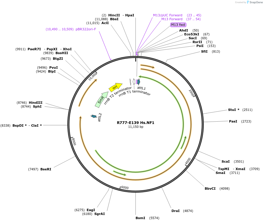 70423-plasmid-map-sequence-id-125872