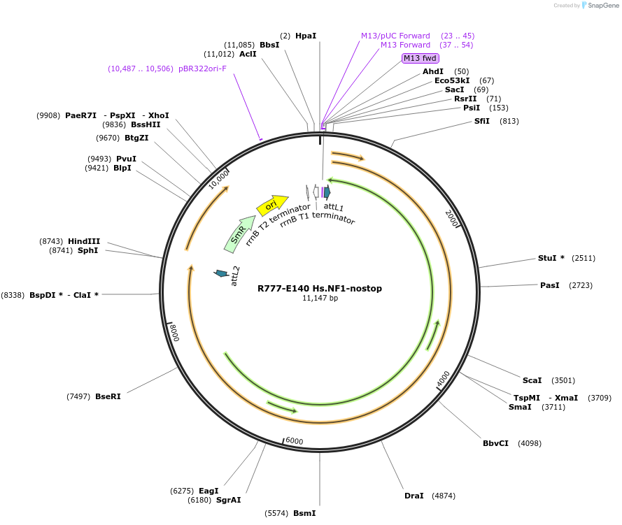 70424-plasmid-map-sequence-id-125873