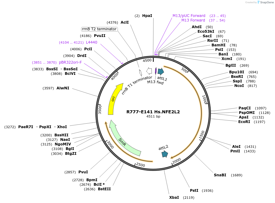 70425-plasmid-map-sequence-id-125874