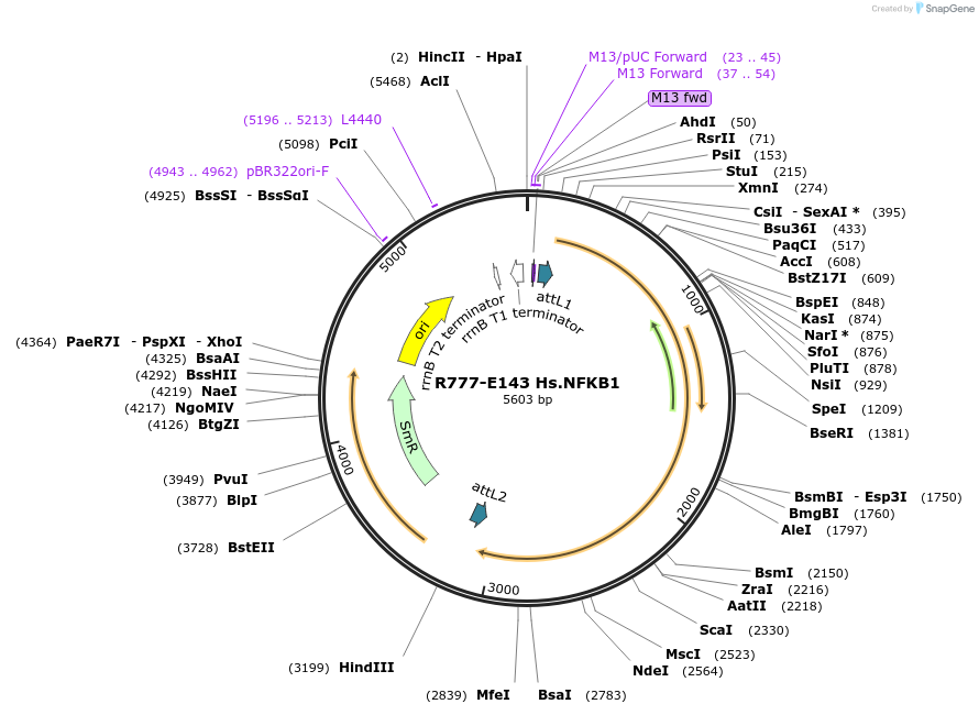 70427-plasmid-map-sequence-id-125876