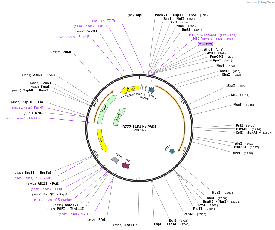 70435-plasmid-map-sequence-id-125884