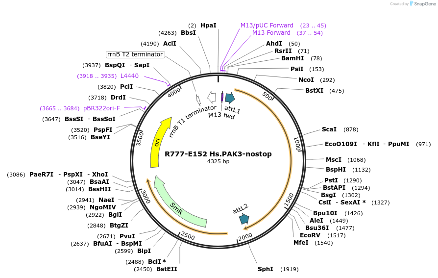 70436-plasmid-map-sequence-id-125885