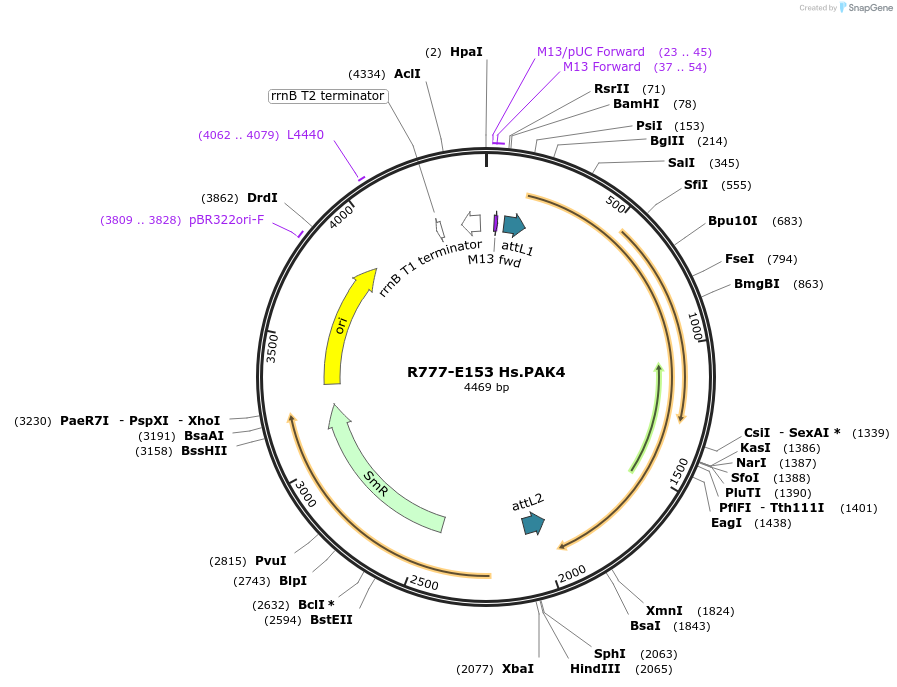 70437-plasmid-map-sequence-id-125886