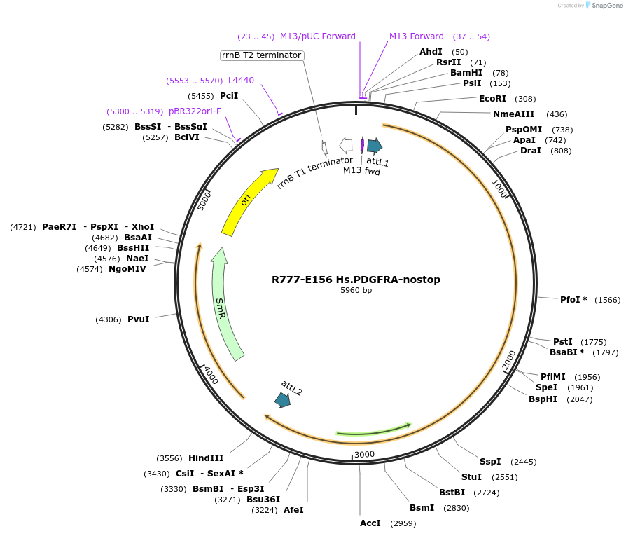 70440-plasmid-map-sequence-id-125889
