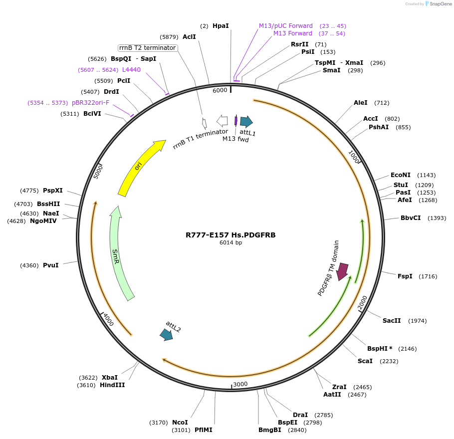 70441-plasmid-map-sequence-id-125890